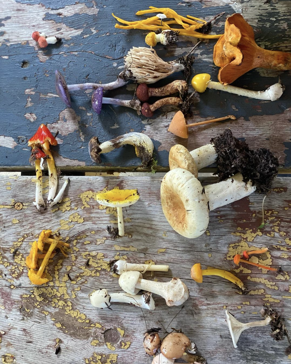 MISCELLANEOUS — 2023 — David Choe